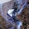 Poecilotheria Metalica z kokonem