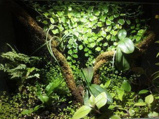 terrarium1a terrarium1a