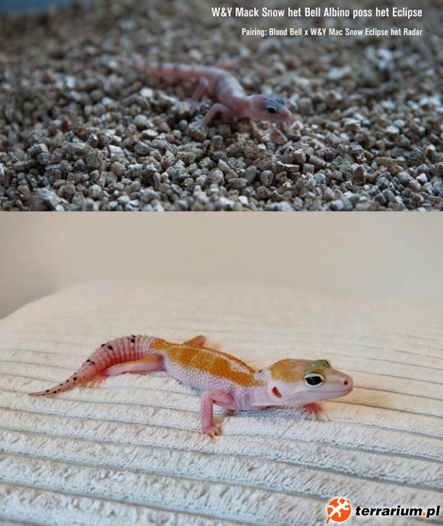 W&Y Mack Snow het Bell Albino