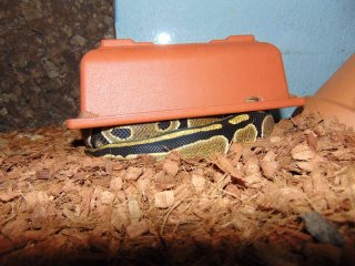 Master of disguise Master of disguise