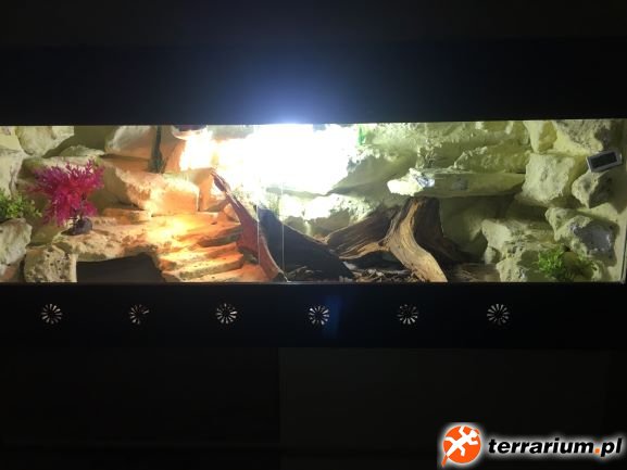 Terrarium dla agamy