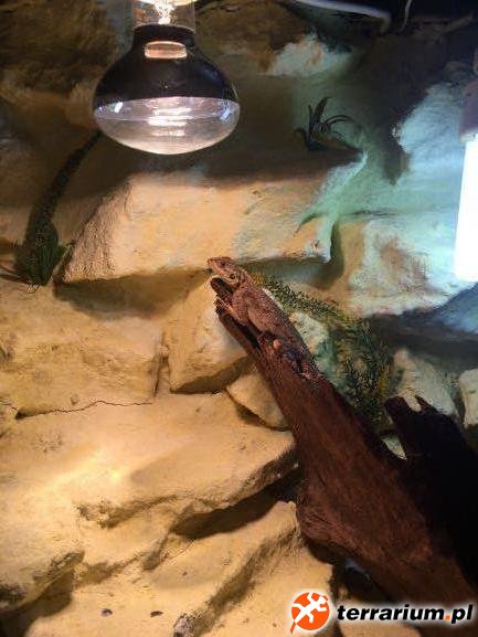 Agama czerwonogłowa (Agama Agama)