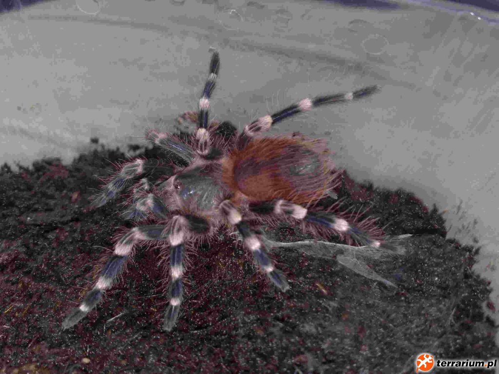 Acanthoscurria geniculata