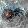 chromatopelma