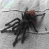 Thrixopelma ockerti samiec