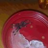 Psalmopoeus irminia