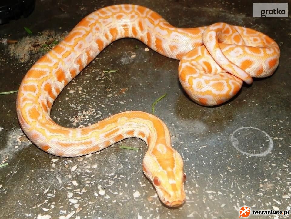 3446013 219863683 pyton tygrysi albino xlarge