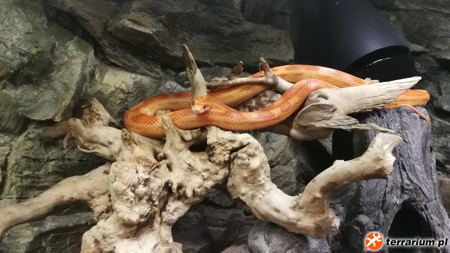 Wąż zbożowy, samiec