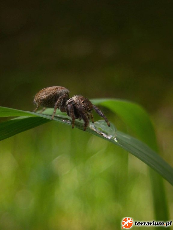 Evarcha falcata (samica)