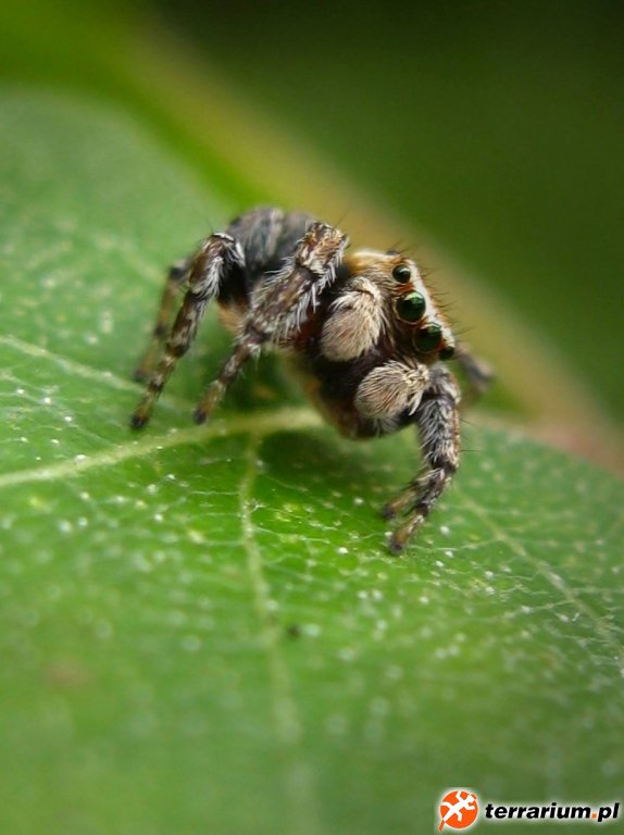 Evarcha falcata (samiec)