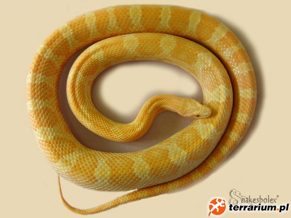 creamsicle