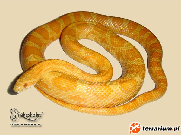 creamsicle