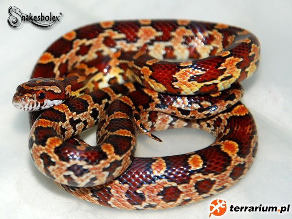 corngaster x amel/striped/motley