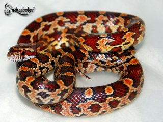 corngaster x amel/striped/motley corngaster x amel/striped/motley