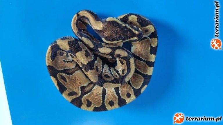 1.0 Enchi