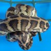 0.1 Morelia spilota het.Granit z paskiem