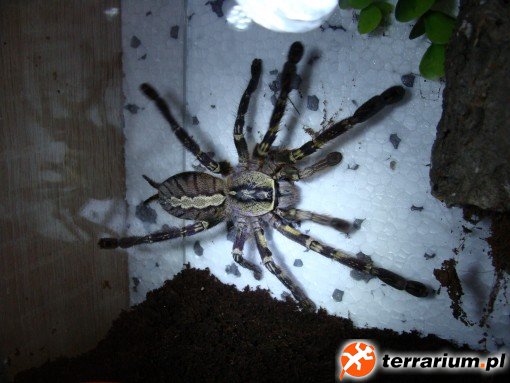 Poecilotheria ornata.