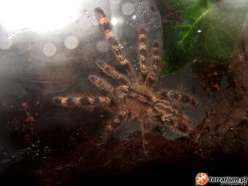 Poecilotheria hanumavilasumica.