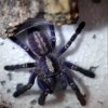 Poecilotheria metallica