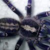 Poecilotheria metallica.