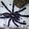 Poecilotheria metallica.