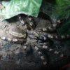 Poecilotheria formosa