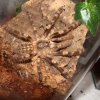 Poecilotheria subfusca sp. ' Highland'