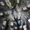 Poecilotheria formosa.