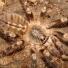 Poecilotheria subfusca sp. ' Highland'