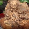 Poecilotheria subfusca sp. ' Highland'