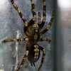 Poecilotheria subfusca sp. 'lowland'