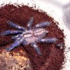 Poecilotheria metallica.