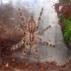 Poecilotheria hanumavilasumica