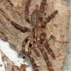 Poecilotheria rufilata