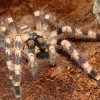 Poecilotheria tigrinawesseli.