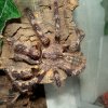 Poecilotheria striata .