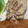 Poecilotheria tigrinawesseli.