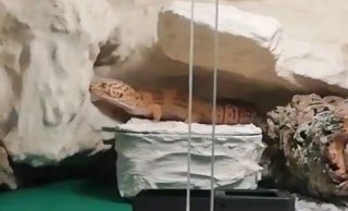 Hapek zwiedza nowe terra