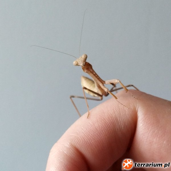 Sphodromantis trimacula - L4