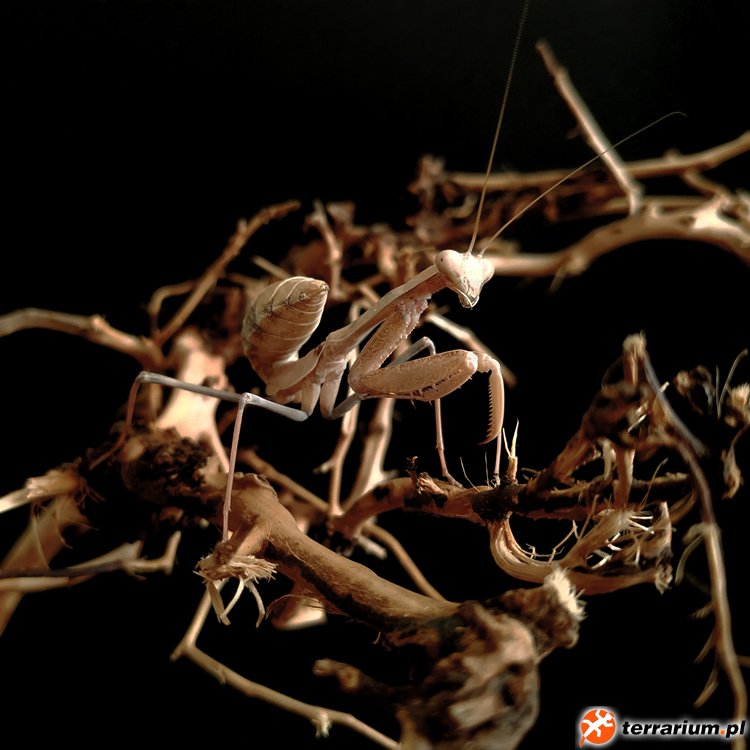 Sphodromantis trimacula - L6 (subimago)
