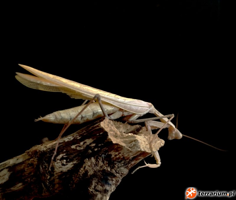 Sphodromantis trimacula - imago