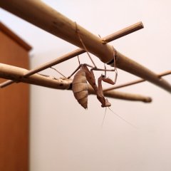 Sphodromantis trimacula - L5