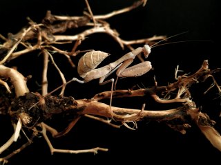 Sphodromantis trimacula - L6 (subimago)
