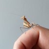 Sphodromantis trimacula - L4