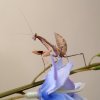 Sphodromantis trimacula - L5