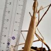 Sphodromantis trimacula - imago