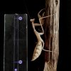 Sphodromantis trimacula - L6 (subimago)