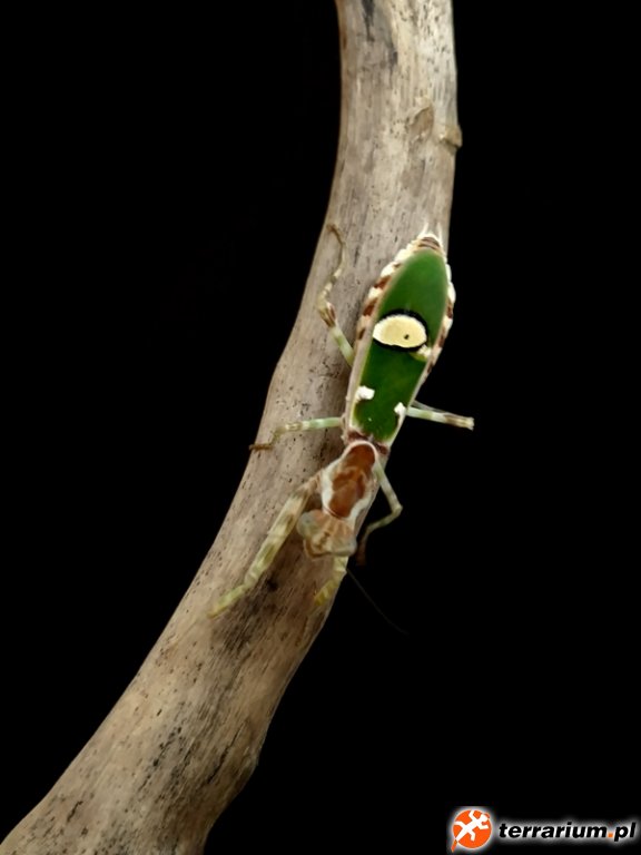 Creobroter elongatus - imago