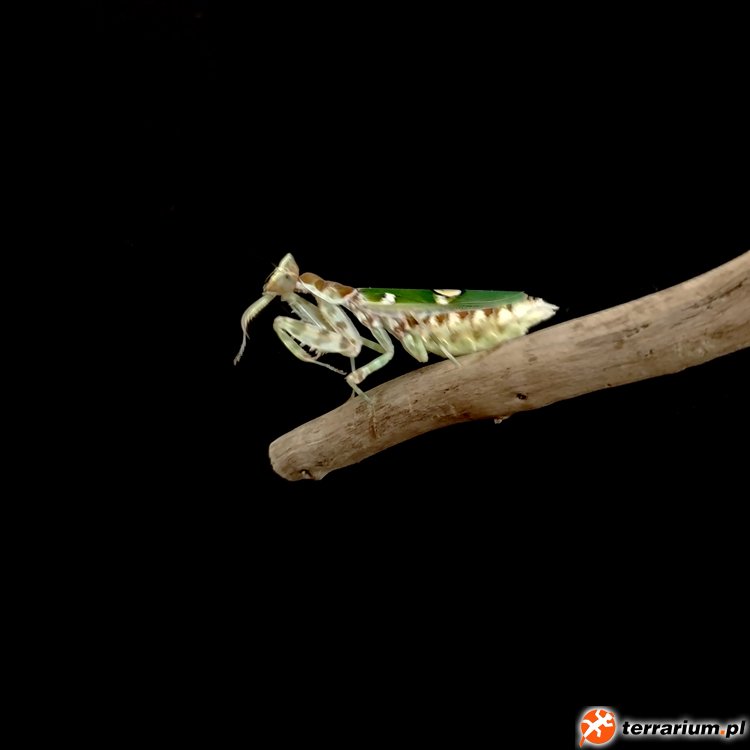 Creobroter elongatus - imago