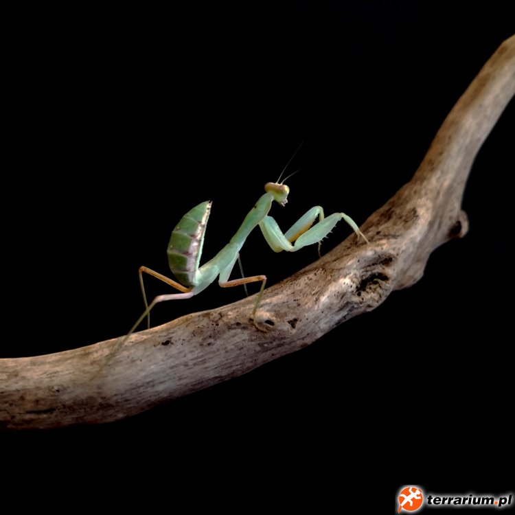 Sphodromantis L5/L6